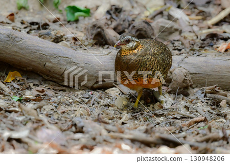 The blue-legged mountain quail is a scaly quail found in the tropical rainforests of Southeast Asia, including Thailand. 130948206