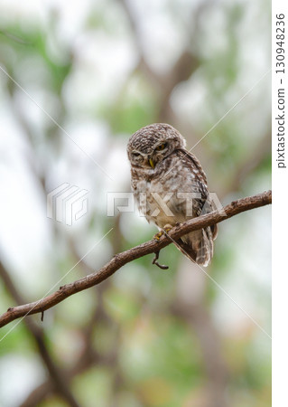The Indian little owl is a small polka-dot owl found in parks and forests in Southeast Asia, including Thailand. 130948236