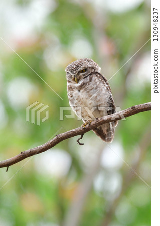 The Indian little owl is a small polka-dot owl found in parks and forests in Southeast Asia, including Thailand. The Indian little owl is a small polka-dot owl found in parks and forests in Southeast Asia, including Thailand. 130948237