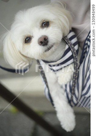 被抱住的白狗 130948499