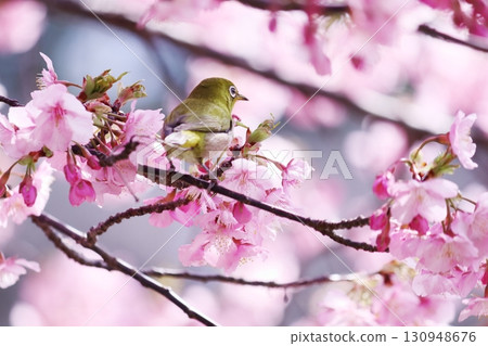 Kawazu cherry tree in full bloom and mezzo Kawazu cherry tree in full bloom and mezzo 130948676