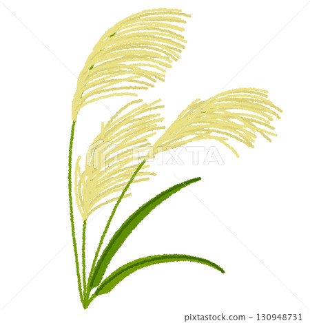 日本蒲葦的插圖 130948731