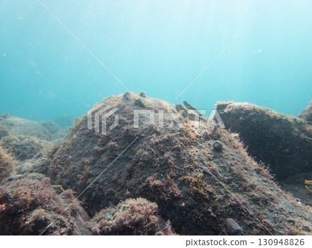 Lizardfish Lizardfish 130948826
