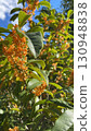 Osmanthus 130948838