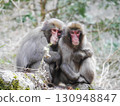 A baby Japanese macaque relaxing 130948847