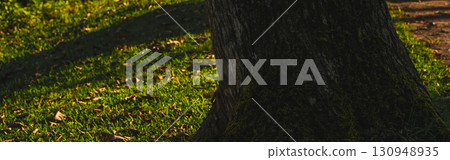 landscape and travel concept with large tree and shadow on mountain 130948935