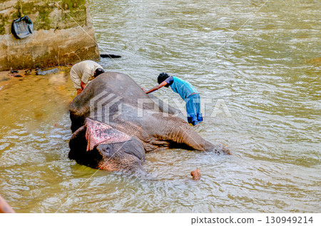 Bathing an Elephant at the Dubare Elephant Camp in Kushalnagar, Madikeri, Karnataka, India 130949214