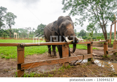 A Tusker at the Dubare Elephant Camp in Kushalnagar, Madikeri, Karnataka, India A Tusker at the Dubare Elephant Camp in Kushalnagar, Madikeri, Karnataka, India 130949217