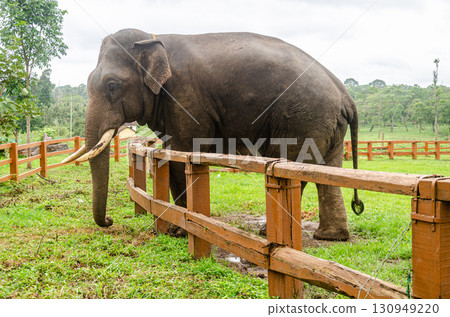A Tusker at the Dubare Elephant Camp in Kushalnagar, Madikeri, Karnataka, India A Tusker at the Dubare Elephant Camp in Kushalnagar, Madikeri, Karnataka, India 130949220