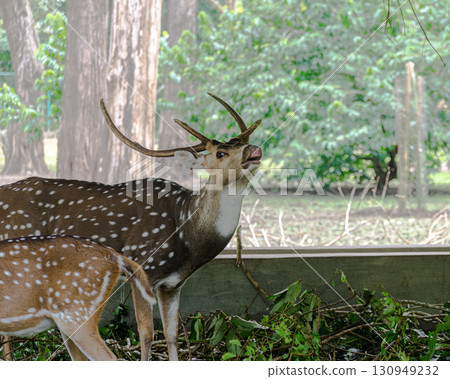 Deers in Nisargadhama forest park at Kushalnagar, Karnataka, India Deers in Nisargadhama forest park at Kushalnagar, Karnataka, India 130949232