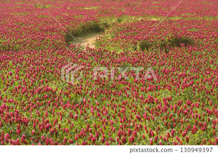 河北方填海土地上盛開的紅三葉草 河北方填海土地上盛開的紅三葉草 130949397