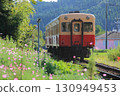 A Kiha 200 train runs through a cluster of cosmos flowers along the tracks. 130949453