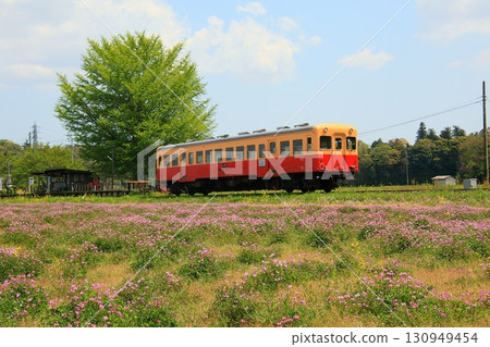 Kiha 200 號列車從上久保站出發,周圍環繞著紫雲英田 Kiha 200 號列車從上久保站出發,周圍環繞著紫雲英田 130949454