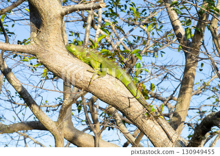 Green iguana on a tree in Florida, USA Green iguana on a tree in Florida, USA 130949455