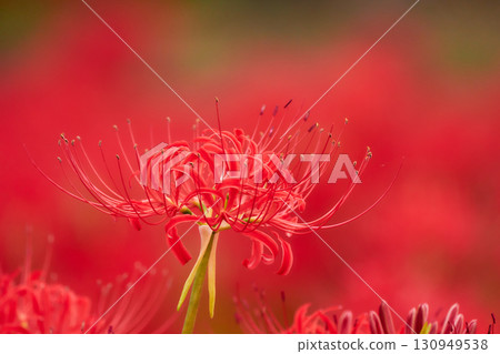 Close-up of red spider lilies, spider lilies, and lycoris against a red background Close-up of red spider lilies, spider lilies, and lycoris against a red background 130949538