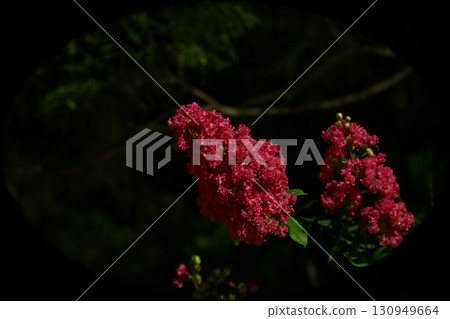 Red flowers blooming at night Red flowers blooming at night 130949664