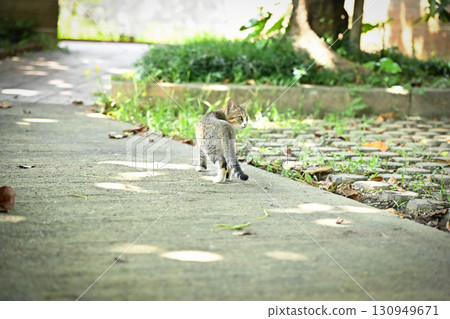 The moment a lost kitten looks back The moment a lost kitten looks back 130949671