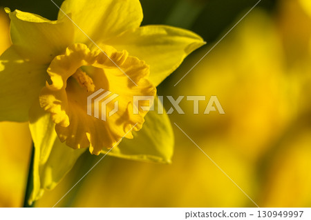 A bunch of yellow flowers with a blurry background. The flowers are in full bloom and are the main focus of the image. 130949997