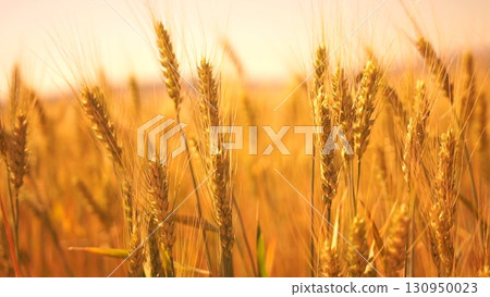A field of golden wheat with a bright sun in the background A field of golden wheat with a bright sun in the background 130950023