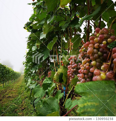 Grapes, Fruits, Wine Grapes 130950238