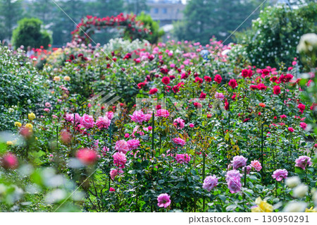 Rose garden in Kanazawa where roses are in full bloom Rose garden in Kanazawa where roses are in full bloom 130950291