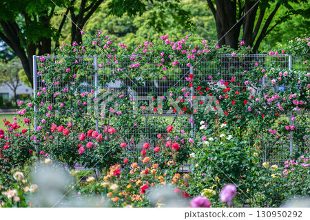 Rose garden in Kanazawa where roses are in full bloom Rose garden in Kanazawa where roses are in full bloom 130950292