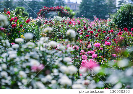 Rose garden in Kanazawa where roses are in full bloom Rose garden in Kanazawa where roses are in full bloom 130950293