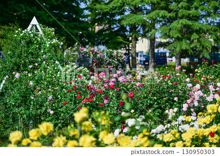 Rose garden in Kanazawa where roses are in full bloom Rose garden in Kanazawa where roses are in full bloom 130950303