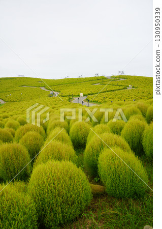 Green Kochia at Miharashi Hill Green Kochia at Miharashi Hill 130950339