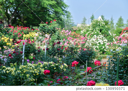 玫瑰盛開的金澤玫瑰園 玫瑰盛開的金澤玫瑰園 130950371