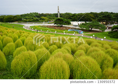 Green Kochia at Miharashi Hill Green Kochia at Miharashi Hill 130950372