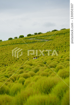 Green Kochia at Miharashi Hill 130950387