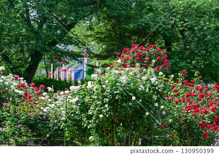 Rose garden in Kanazawa where roses are in full bloom Rose garden in Kanazawa where roses are in full bloom 130950399