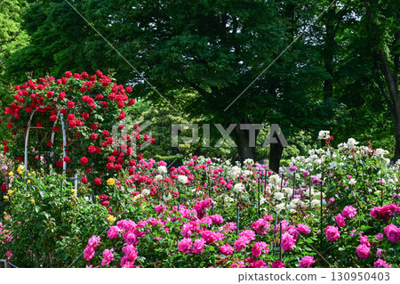 Rose garden in Kanazawa where roses are in full bloom Rose garden in Kanazawa where roses are in full bloom 130950403
