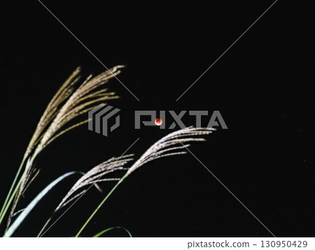 Total lunar eclipse through the pampas grass (20250908023843) 130950429