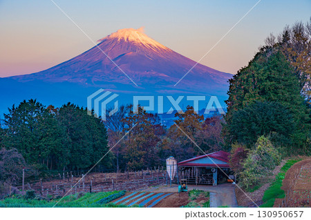 【靜岡縣】清晨，從伊豆丹那的牧場眺望初雪的富士山 130950657