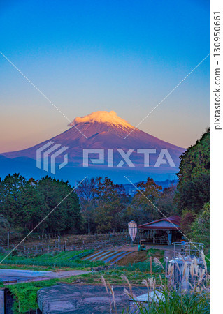 [Shizuoka Prefecture] Mount Fuji with its first snowfall seen from a ranch in Izu Tanna, early morning 130950661