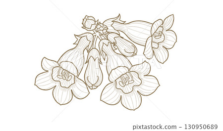 Elegant Line Art Drawing of Blooming Isoplexis Canariensis Flowers Elegant Line Art Drawing of Blooming Isoplexis Canariensis Flowers 130950689