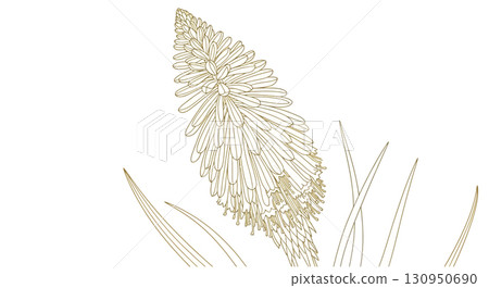 Elegant Line Art Red Hot Poker Plant 130950690
