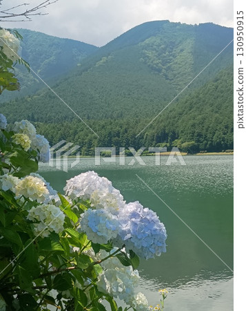 狸湖和繡球花 130950915