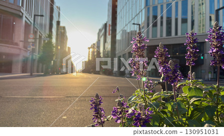 Potted blue salvia and morning sun illuminating an empty city street Potted blue salvia and morning sun illuminating an empty city street 130951031