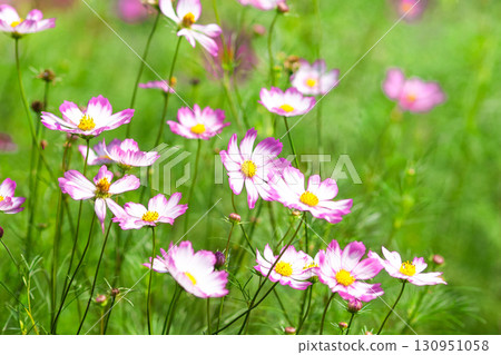 cosmos on green background cosmos on green background 130951058