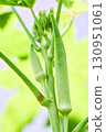 White okra Fresh fruit grown in the field 130951061