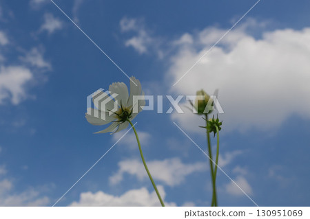 Cosmos shining in the blue sky 130951069