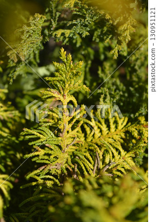 Golden Fernleaf Cypress Tetragona Aurea 130951121