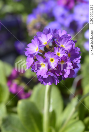 Drumstick primula Drumstick primula 130951122