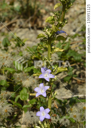 Chimney bellflower Chimney bellflower 130951125