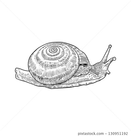 Drawing of snail - hand sketch 130951192
