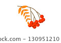 Bright autumn rowan branch with red berries and orange leaves, perfect for seasonal fall designs, Thanksgiving decorations, and nature-inspired illustrations. 130951210