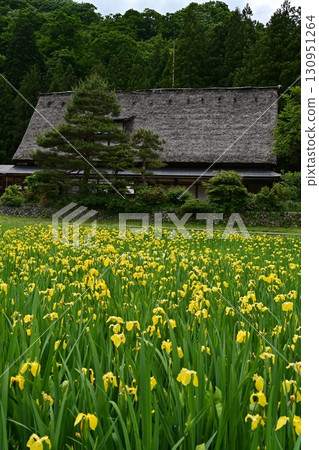 Spring scenery at the Iwase family home in Gokayama Spring scenery at the Iwase family home in Gokayama 130951264